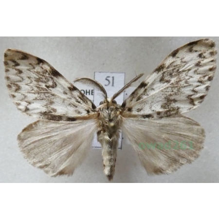 Lymantria monacha (Linnaeus, 1758) male Brudnica mniszka Czech5l